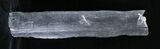 / Long Calamites Trunk Section - West Virginia #28551-1